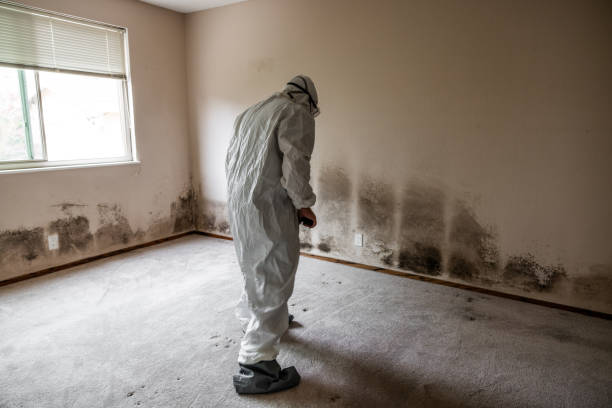 Best Black Mold Removal  in Garden View, PA